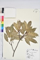 藏品(青剛櫟、鐵椆)的圖片
