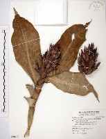 藏品(絹毛鳶尾、閉鞘薑)的圖片