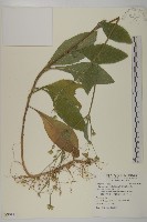 藏品(地膽草、毛蓮菜)的圖片