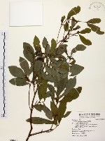 藏品(黃肉樹, 小梗木薑子)的圖片