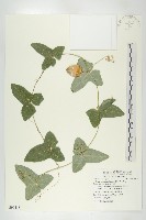 藏品(茅瓜)的圖片