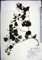 藏品(漢氏山葡萄)的圖片