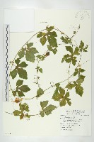 藏品(苦瓜)的圖片