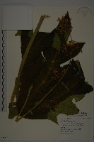 藏品(番木瓜)的圖片