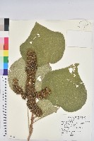 藏品(野桐)的圖片