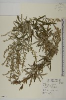 藏品(野艾蒿)的圖片