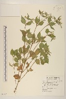 藏品(粗毛小米菊)的圖片