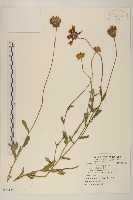 藏品(天人菊)的圖片