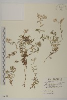 藏品(玉山抱莖籟簫)的圖片