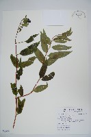 藏品(阿里山忍冬、漸尖葉忍冬)的圖片