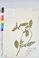 藏品(猩猩草)的圖片