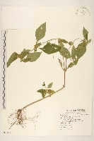 藏品(金腰箭)的圖片