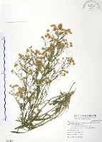 藏品(加拿大蓬)的圖片