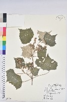 藏品(台灣白匏子)的圖片