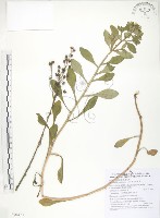 藏品(茅毛珍珠菜)的圖片