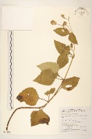 藏品(雙花蟛蜞菊)的圖片