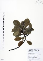 藏品(山欖、樹青)的圖片