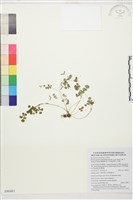 藏品(鐵線蕨葉人字果、臺灣人字果)的圖片