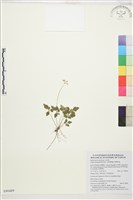 藏品(五葉黃連)的圖片