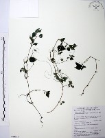 藏品(長梗盤花麻)的圖片