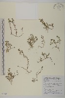 藏品(石胡荽、吐金草)的圖片