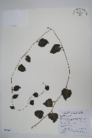 藏品(落葵)的圖片