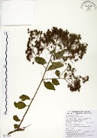 藏品(九芎)的圖片