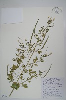 藏品(向天黃)的圖片