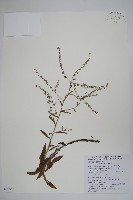 藏品(琉璃草)的圖片