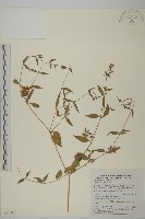 藏品(狗筋蔓)的圖片