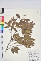 藏品(臺灣水青岡)的圖片