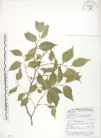 藏品(石朴)的圖片