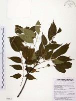 藏品(賊仔樹)的圖片