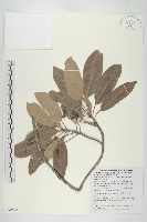 藏品(耿氏虎皮楠)的圖片