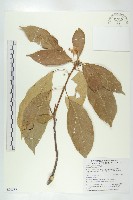 藏品(猴歡喜)的圖片