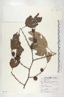 藏品(山柿, 山豆柿)的圖片