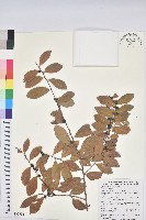 藏品(土密樹)的圖片