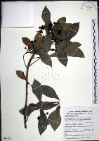 藏品(樹杞)的圖片