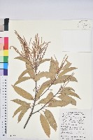 藏品(細葉三斗石櫟)的圖片