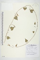 藏品(野牽牛)的圖片