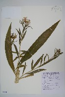 藏品(大本山梗菜)的圖片