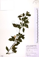 藏品(烏皮九芎、奮起湖野茉莉)的圖片