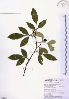 藏品(石苓舅)的圖片