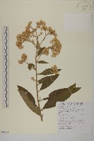 藏品(艾納香)的圖片