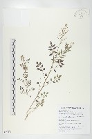 藏品(水花菜)的圖片