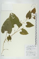 藏品(斑花青牛膽)的圖片
