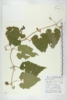 藏品(青牛膽)的圖片