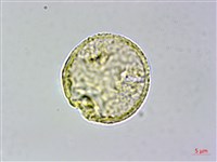 藏品(蘭嶼榿葉懸鉤子)的圖片