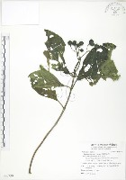 藏品(錫蘭玉心花)的圖片