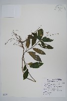 藏品(針刺草)的圖片